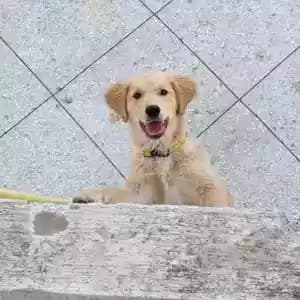 animaux-02659