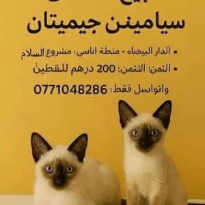 images-byaa-oahd-kt-slal-alsyamy-06680