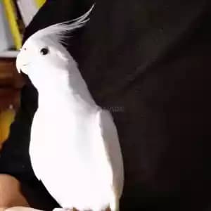 animaux-03886