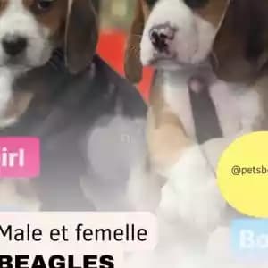 animalerie-04191
