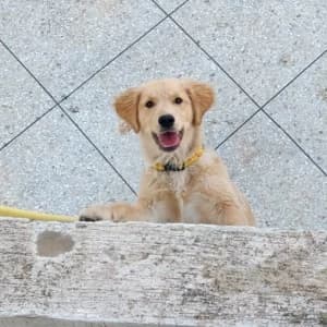 animaux-02659