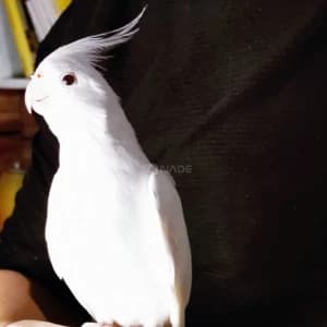animaux-03886