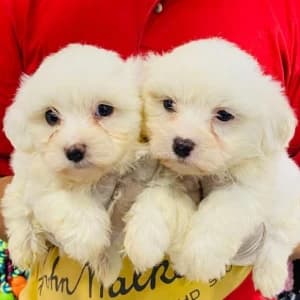 animalerie-04189