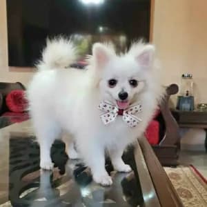 images-spitz-nain-spitz-06822